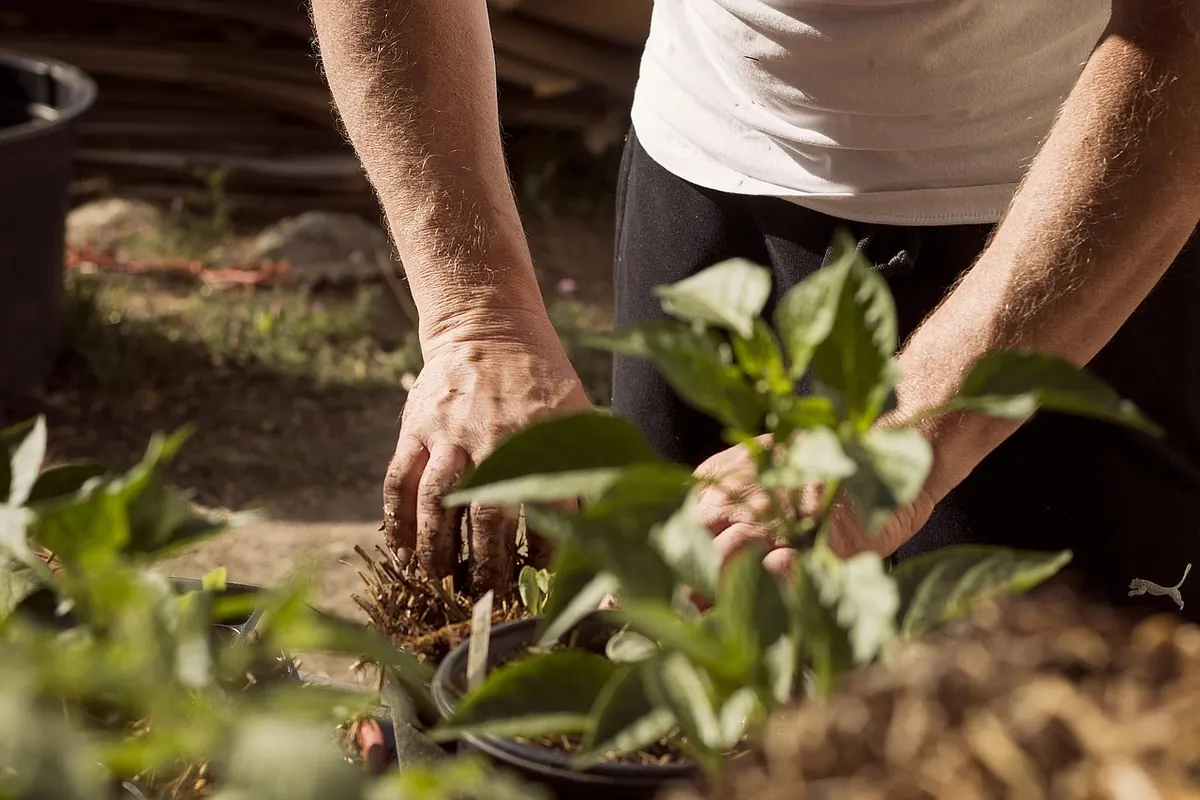 Beginner's Guide to Companion Planting in a UK Vegetable Patch