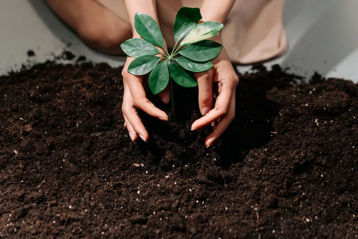No-Dig Soil Health: 7 Common Mistakes UK Gardeners Make