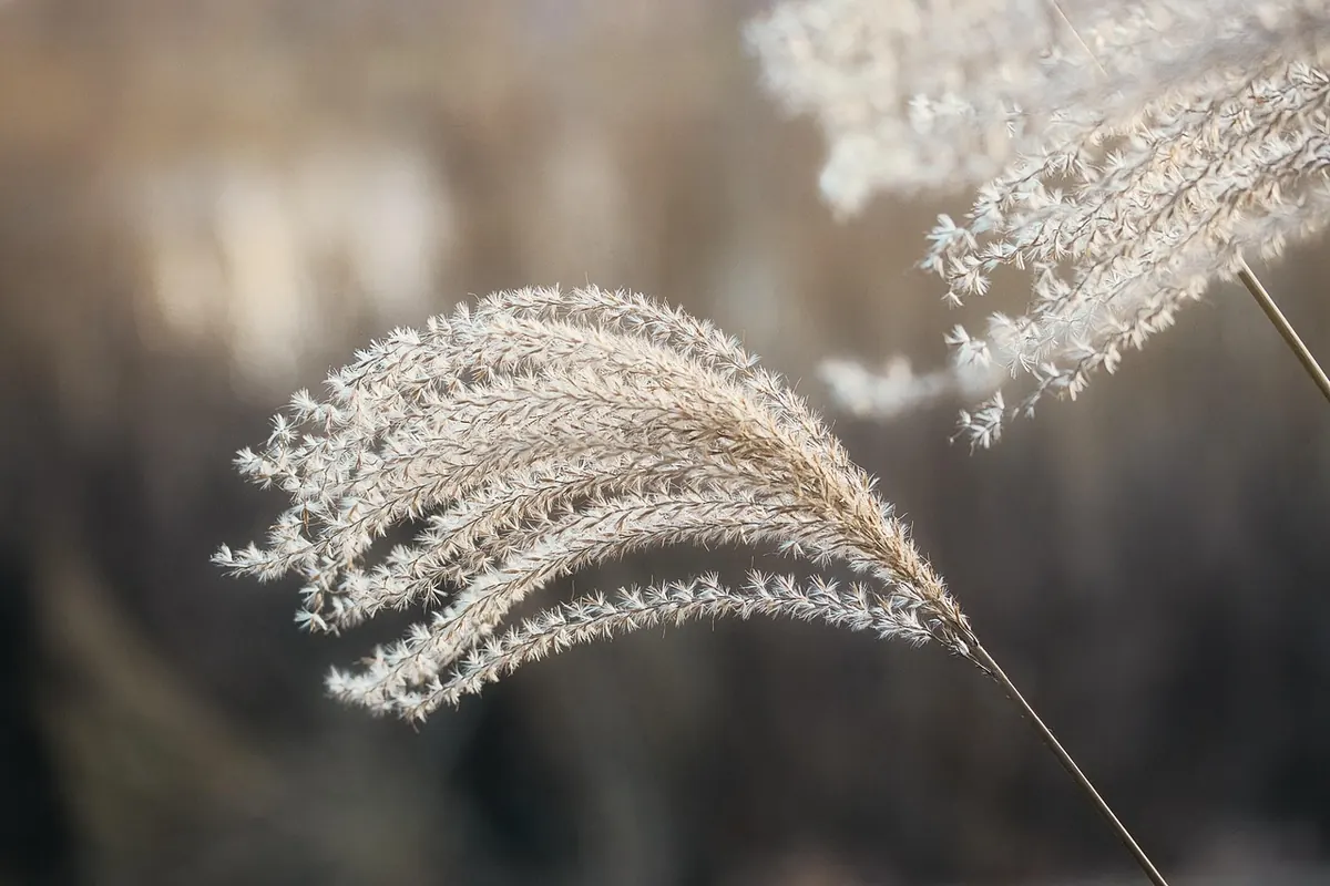 What to Sow in September in the UK for a Winter Harvest